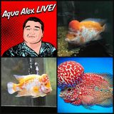 Aqua Alex LIVE: Flowerhorn and Cichlid Lover Gabriel  Gomez
