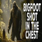 Bigfoot Shot in the Chest