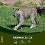 NUESTRO OXÍGENO Rugido Silvestre-Descubriendo al Puma en su Hábitat