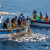 Le Tonnare in Sicilia: Storia, Economia e Cultura di un Patrimonio Mediterraneo