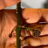 Episode 320 - Light for succulents and “How often should I water?”