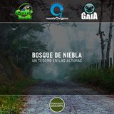 NUESTRO OXÍGENO Bosque de niebla, un tesoro en las alturas