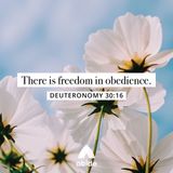 Freedom in Obedience