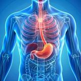 Midenizin Gizli Dünyası