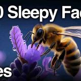 Sleepy Science_ Bee Facts That Gently Guide You to Rest