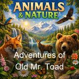 Adventures of Old Mr Toad - Thornton W Burgess
