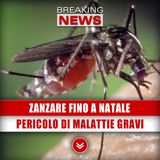 Zanzare Fino A Natale Con Caldo Record: Pericolo Di Malattie Gravi!