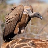 Contro la Retorica sui Fondi Avvoltoio