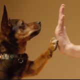 S54E7: What Does Hydrophobia And The Fear Of A Domesticated Pet Dog Have In Common