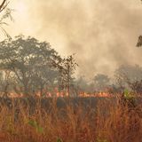 Feu de brousse à Tama : plus de 80 hectares ravagés, retour dans l’émission (le Niger sur kalangou)