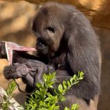 Ecología para todos: Los pros y contras sobre la ley sobre grandes simios