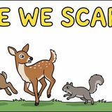 Why Are Animals Scared of Humans_