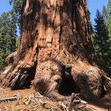 Debbie Stone Explores Sequoia and Kings Canyon National Parks