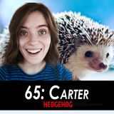 65 - Carter the Hedgehog