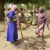 À Yama, le quotidien des femmes batteuses de mil (magazine)