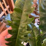 Episode 292 - Pruning trees, ranting, and treating mealybug on rope hoyas :)