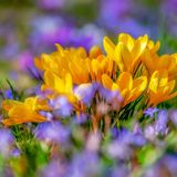 Il potere della Primavera: come la stagione del risveglio influenza le nostre vite