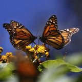 Abren al público los santuarios de la Mariposa Monarca