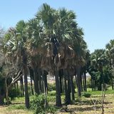 Rap, environnement et eau du fleuve (Le Niger sur Kalangou)