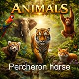 Percheron horse - Charles du Hays