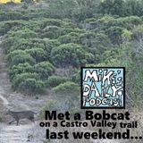 MikesDailyPodcast 3366 Felines