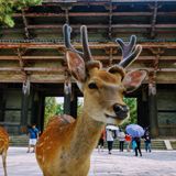 Cervi a Nara ce n’è ancora?
