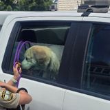 Neighborhood Alert: Seven Great Pyrenees Dogs Rescued in Virginia Heat