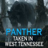 Black Panter Taken in West Tennessee