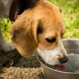 A importância da água para os pets