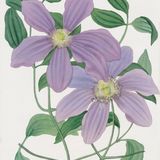 Show 227: Soloman's Seal, Sorrel and Clematis