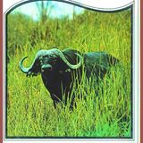 (Resumen) Thunda, el bufalo - C. Bernard Rutley