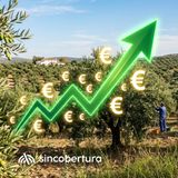 La fluctuación del precio del Aceite de Oliva