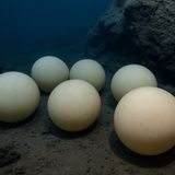 Uova giganti sul fondo dell’oceano, spunta una specie misteriosa