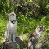 Episodio 1: Descubrí tu propósito