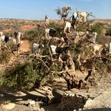 25 - La "medina" colorata di spezie e le capre sugli alberi: Marocco ruvido e sorprendente