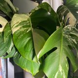 Episode 290 - Permission to half-ass plant care :)