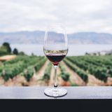 Vino naturale: radici antiche di un movimento moderno