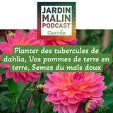 Que faire cette semaine du 12 avril ? Dahlia, Pommes de terre, Maïs doux