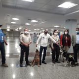 Perros rescatados de albergue son traídos desde Guatemala para detectar plagas en el AILA