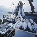 El fraude del pescado: así funciona la estafa que afecta al 20% del mercado mundial