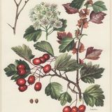 Show 232: Hawthorn, Trailing Arbutus and Twisted Stalk