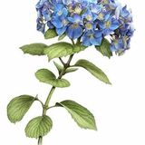 Show 240: Hydrangea