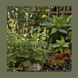 #255 Il giardino naturale funziona davvero?