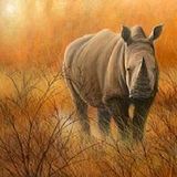 The Weekly Inspiration - The White Rhinoceros