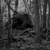 Episode 133 Aokigahara Forest A Sea of Trees And Sadness
