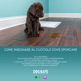 #028 - Come insegnare al cucciolo dove sporcare