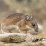 @JennyAitchison @NSWLabor on the Coalition government's handling of the NSW Mouse Plague