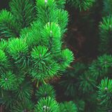 L' Albero "Matusalemme"
