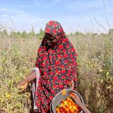 MR ONE, production de tomate à Bandé et rubriques sport et numérique (Le Niger sur Kalangou)