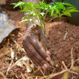 Environnement, justice et engagement des jeunes (Le Niger sur Kalangou)